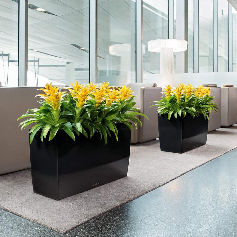 le_cararo_product_addi_01